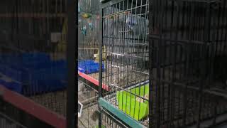 How to Breed Lovebirds Breeding Season Insights ll love bird first breed ll new fancier ll best do [upl. by Amos]