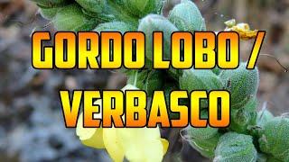 PARA QUE SIRVE 🌿GORDO LOBO🌿 VERBASCO 🌿BENEFICIOS🌿VÍAS RESPIRATORIAS SANAS🌿HERBS 🌿PLANTAS MEDICINALES [upl. by Aisenet]