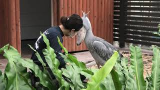 shoebill excited フタバ 掃除する飼育員さんを待つ ハシビロコウ shoebill stork bow [upl. by Mcgaw511]