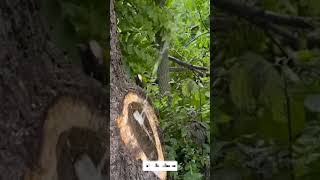 Tree 🌳 house🏠 😂🤣 nice looking shorts viral comedy [upl. by Ethelind]