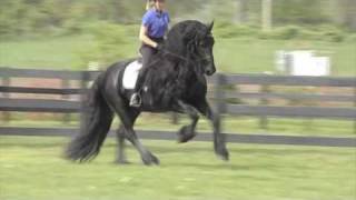 FRIESIAN STALLION quotLeave you Breathlessquot [upl. by Bonni41]