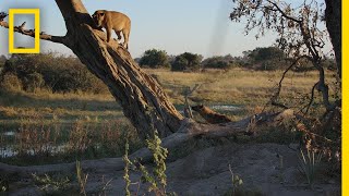 Hyenas Fight Lions For Control  Savage Kingdom [upl. by Cianca344]