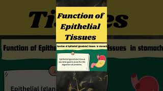 function of epithelial tissues in stomach shorts [upl. by Lothario]