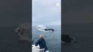 Whale slams into boat off New Hampshire coast [upl. by September888]