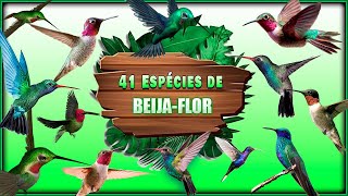 41 ESPÉCIES de BEIJA FLOR  Seus Cantos Suas Características Seus Hábitos [upl. by Acisej]