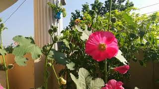 How to grow hollyhockshollyhock plant carehollyhocks flowers [upl. by Liew]