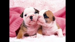 Cutest English Bulldog Puppies Compilation 2017  Cute Dog Videos [upl. by Adeys]