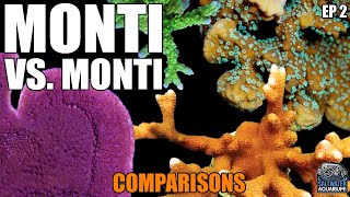 Monti vs Monti  COMPARING Montipora Corals  Capricornis Digitata Undata Encrusting amp More [upl. by Notrem644]