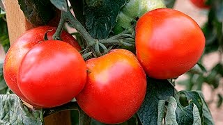 TOMATE  COMMENT BIEN CHOISIR VARIÉTÉS ET PLANTS ET CORRECTEMENT LES PLANTER [upl. by Whiting741]