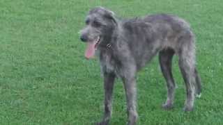 12 Month Old Deerhound X Wolfhound [upl. by Mitchel113]