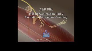 Muscle Excitation Contraction Coupling [upl. by Valerie]