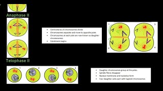 Grade 12 Life Sciences Meiosis Part 2 [upl. by Crosley]