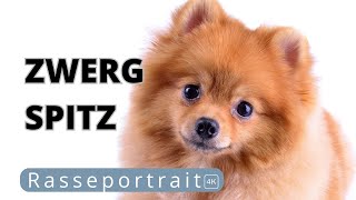 Pomeranians SPITZ Alles über die Rasse [upl. by Aikcir807]