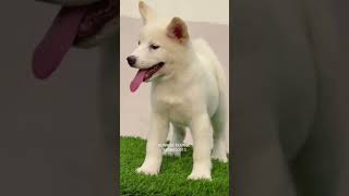 Top Notch Gold Mine Rare White 🌺American Akita🌺 42 Days Girl Puppy doglover viral puppy [upl. by Eedna]