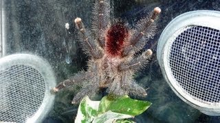 Avicularia amazonica sp quotManausquot  quotKeevaquot immature male [upl. by Silsby]