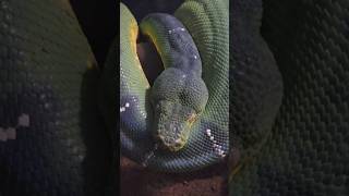 エメラルドツリーボア🐍Corallus caninus snake [upl. by Kenji47]