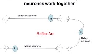 Nervous System Part 2  Reflex Arc ALevel Biology [upl. by Adlez]