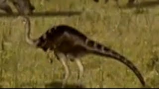 When Dinosaurs Roamed America 2001  Ornithomimus Screen Time [upl. by Ariew413]