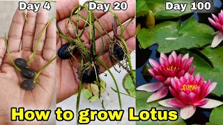 How to grow Lotus from seed at Home  Lotus Rhizome Full Update [upl. by Oelc476]