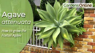 Agave attenuata  Century Plant [upl. by Sokul]