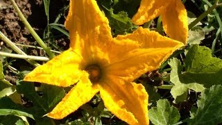 Fiore di Zucca Cucurbita pepo medicinal flower [upl. by Lenna]