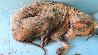 Transformation of dog covered in sores from mange [upl. by Ytirahc644]