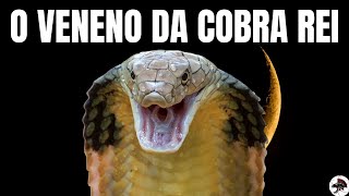 O Veneno da Cobra Rei The King Cobra  Biólogo Henrique [upl. by Moraj]