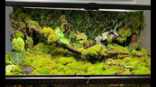 Dreamy Double Waterfall SOILLESS Dart Frog Vivarium Build Tutorial [upl. by Annawahs]