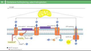 Binas tabel 68D  oxidatieve fosforylering [upl. by Cassy]