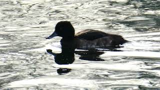 Mallarduck And Tufted Duck Netherlans Park [upl. by Edina66]