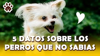 5 DATOS sorprendentes sobre los PERROS  PARTE 1 datossobreperros [upl. by Ibocaj]