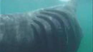 Basking Shark [upl. by Melone]