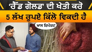 ਨਾ ਜ਼ਮੀਨ ਨਾ ਖਾਦ ਤੇ ਨਾ ਲੇਬਰ ਦੀ ਲੋੜ । RED GOLD Cultivation in Chandigarh । THE KHALAS TV [upl. by Joacimah524]