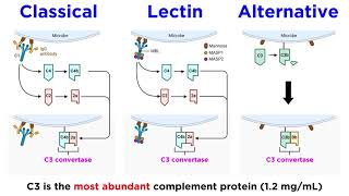 The Complement System Classical Lectin and Alternative Pathways [upl. by Balch365]