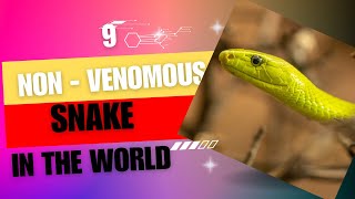 9 Non Poisonous Snakes in the World [upl. by Yelrehs]