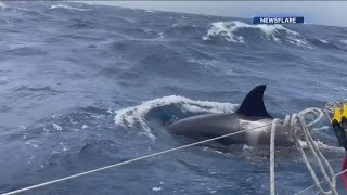 Dramatic video of killer whales attacking boats in Spain [upl. by Gabie]