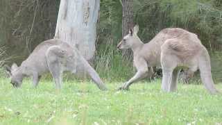 Australian Wildlife Courting Kangaroos [upl. by Levina]