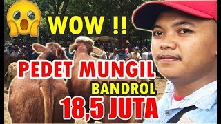 REVIEW HARGA SAPI TERBARU 2019 PASAR SAPI SITUBONDO JAWA TIMUR [upl. by Hedvig]