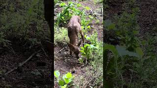 Blacktailed Deer Fawn doesn’t know how to react to me 😹  The great PNW [upl. by Primavera785]