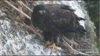 West End Eagles  TREASURE FLEDGES 🎉 💕 SEEN FLAPPING WINGS ON CLIFF AMAZING KOA FLYBYS 6824 [upl. by Killion276]