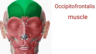 Function of occipitofrontalis muscle [upl. by Shatzer]