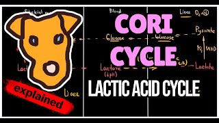 Lactate cycle Cori cycle LDH function The logic of Lactic acid cycle Biochemistry for Step 1 [upl. by Retnuh]