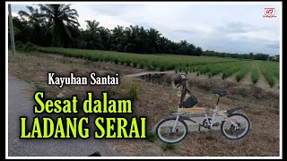 Ingatkan SAWAH PADI Ruparupanya LADANG SERAI  Beautiful View [upl. by Oirasor]