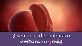 3 semanas de embarazo  Primer mes  EMBARAZOYMAS [upl. by Dray]