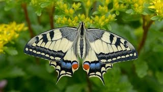 Papilio machaon  Schwalbenschwanz Swallowtail Paź królowej [upl. by Renferd767]