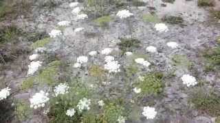 Ammi majus Farming [upl. by Andrey24]