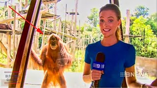 Funniest Animals News Bloopers Of All Time [upl. by Arick]