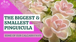 The Biggest and Smallest Pinguicula CalCarn Favorites [upl. by Udele]