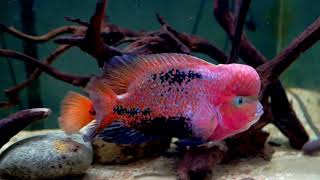 Male Vieja Melanura aka Synspilum aka Red Headed Cichlid Update [upl. by Dublin]