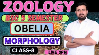 ZOOLOGY  BSC 5 SEMESTER  CLASS8  OBELIA  MORPHOLOGY  BY AMIT MAVI SIR [upl. by Fabrin375]